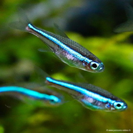 Blauer Neonsalmler - Paracheirodon Simulans