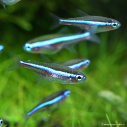 Blauer Neonsalmler - Paracheirodon Simulans