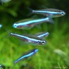 Blauer Neonsalmler - Paracheirodon Simulans