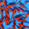 Goldfisch Red Comet - Carassius Auratus