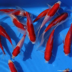 Goldfisch Sarasa Comet - Carassius Auratus