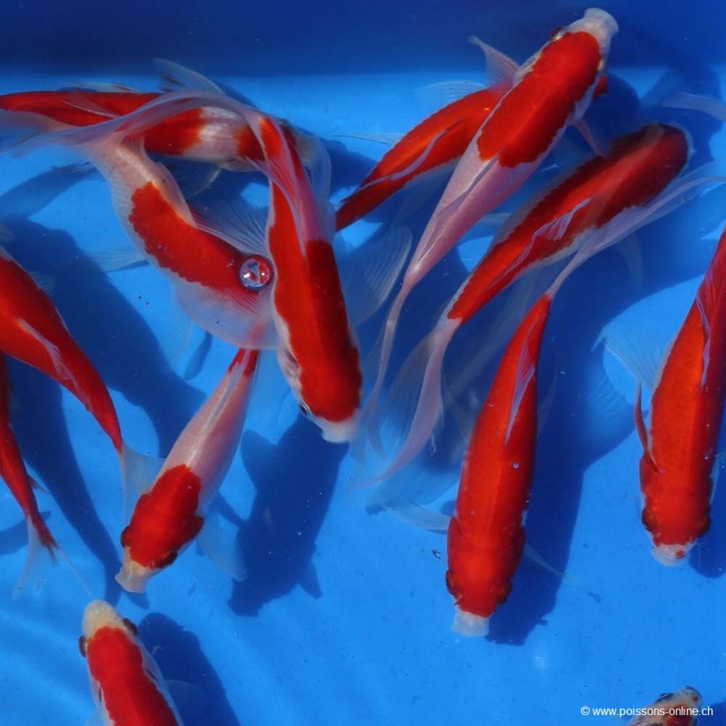Goldfish - Comète Sarasa - Carassius Auratus
