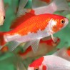 Goldfisch Sarasa Comet - Carassius Auratus