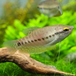Schlangenhaut Fadenfisch - Trichogaster Pectoralis