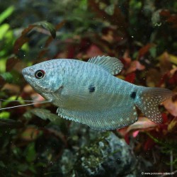 Blauer Fadenfisch - Trichogaster Trichopterus Blue