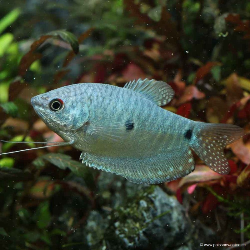 Blauer Fadenfisch - Trichogaster Trichopterus Blue