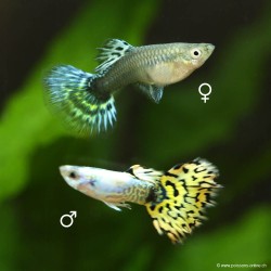 Guppy Weibchen Bengal Tiger Yellow - Poecilia Reticulata