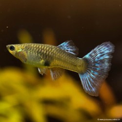Guppy Weibchen Blue Grass - Poecilia Reticulata