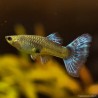 Guppy Weibchen Blue Grass - Poecilia Reticulata