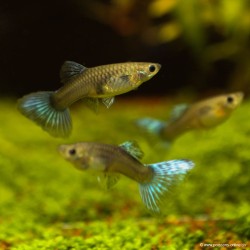 Guppy Femelle Bleu Saphir - Poecilia Reticulata