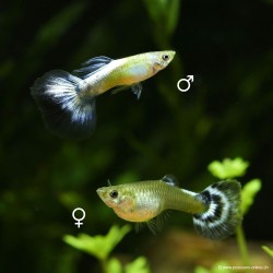Guppy Weibchen Blue Butterfly - Poecilia Reticulata
