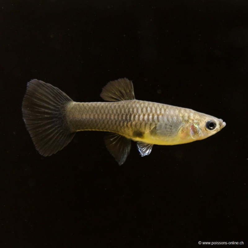 Guppy Weibchen Blue Moscow - Poecilia Reticulata