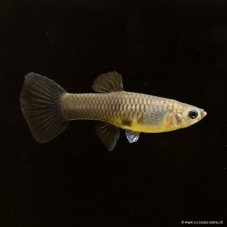 Guppy Weibchen Blue Moscow - Poecilia Reticulata