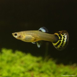 Guppy Fem. Cobra - Poecilia Reticulata