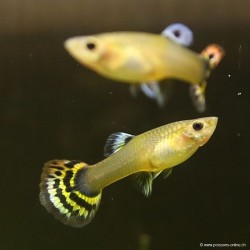 Guppy Fem. Cobra - Poecilia Reticulata