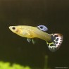 Guppy Weibchen Cobra - Poecilia Reticulata