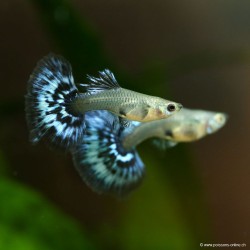 Guppy Weibchen Dumbo Black Body Mosaïc - Poecilia Reticulata