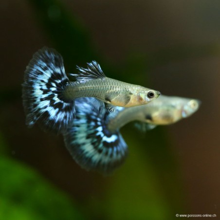 Guppy Femelle Dumbo Black Body Mosaïc - Poecilia Reticulata