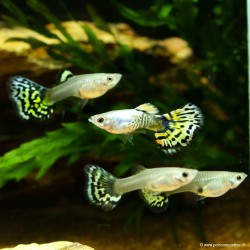 Guppy Weibchen Dumbo Tiger - Poecilia Reticulata