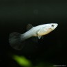 Guppy Weibchen Electric Blue - Poecilia Reticulata