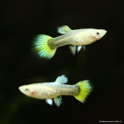 Guppy Weibchen Full Golden - Poecilia Reticulata