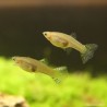 Guppy Weibchen Green Cobra - Poecilia Reticulata