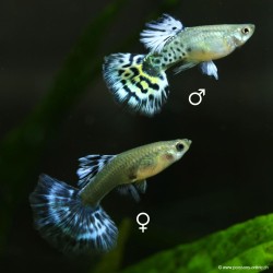 Guppy Weibchen Ivory Purple - Poecilia Reticulata