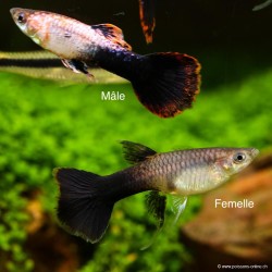 Guppy Weibchen Pink Tuxedo - Poecilia Reticulata