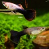 Guppy Weibchen Pink Tuxedo - Poecilia Reticulata
