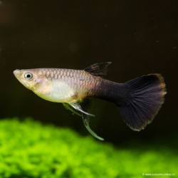 Guppy Weibchen Pink Tuxedo - Poecilia Reticulata