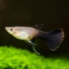Guppy Weibchen Pink Tuxedo - Poecilia Reticulata
