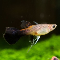 Guppy Weibchen Pink Tuxedo - Poecilia Reticulata