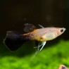 Guppy Weibchen Pink Tuxedo - Poecilia Reticulata