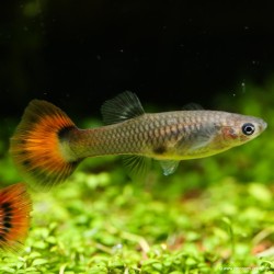Guppy Weibchen Red - Poecilia Reticulata