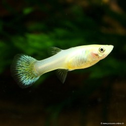 Guppy Weibchen Snow White - Poecilia Reticulata