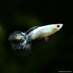 Guppy Mann Blue Butterfly - Poecilia Reticulata
