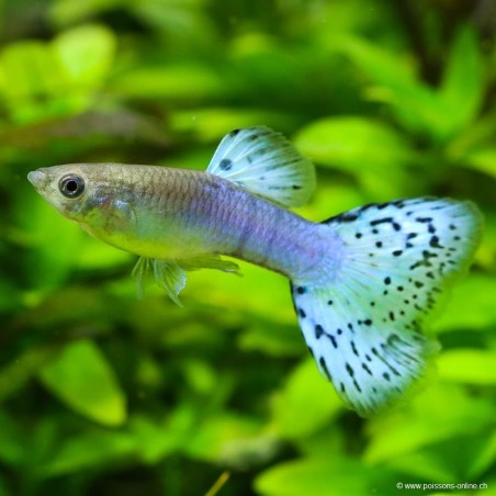 Guppy Masc. Blu Grass - Poecilia Reticulata