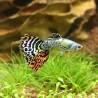 Guppy Mann Dumbo Tiger - Poecilia Reticulata