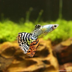 Guppy Mann Dumbo Tiger - Poecilia Reticulata