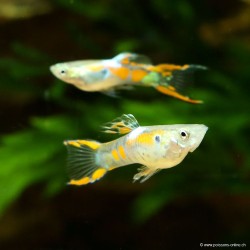 Guppy Mann Endler - Poecilia Wingei