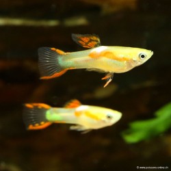 Guppy Mann Endler Calico - Poecilia Reticulata