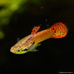 Guppy Endler'S Flashy Cobra Pink - Poecilia Wingei
