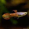 Guppy Endler'S Flashy Cobra Pink - Poecilia Wingei