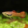 Guppy Endler'S Flashy Cobra Pink - Poecilia Wingei