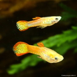 Guppy Endler'S Red Cobra Mann - Poecilia Wingei