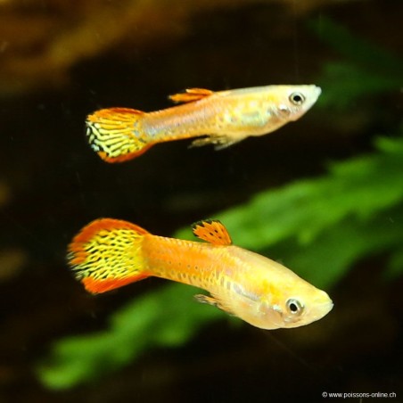 Guppy Endler'S Red Cobra Mann - Poecilia Wingei