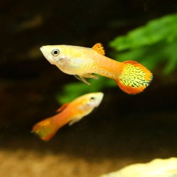 Guppy Endler'S Red Cobra Mann - Poecilia Wingei