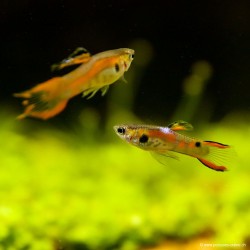 Guppy Mann Endler Rot - Poecilia Wingei
