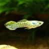 Guppy Mann Endler Tiger - Poecilia Wingei
