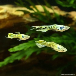 Guppy Mann Endler Tiger - Poecilia Wingei